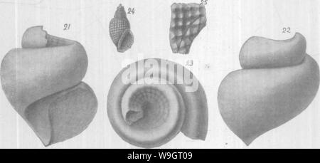 Archive image from page 341 of Gasteropoda and Cephalopoda of the Stock Photo