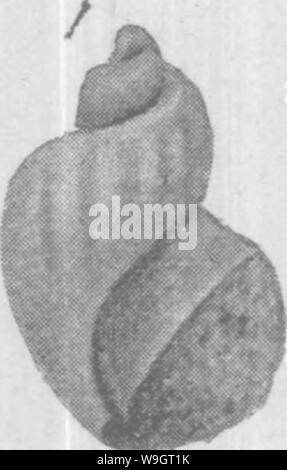 Archive image from page 341 of Gasteropoda and Cephalopoda of the Stock Photo