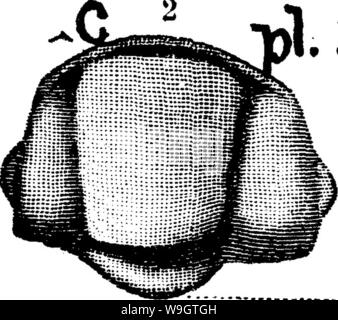 Archive image from page 352 of A dictionary of the fossils