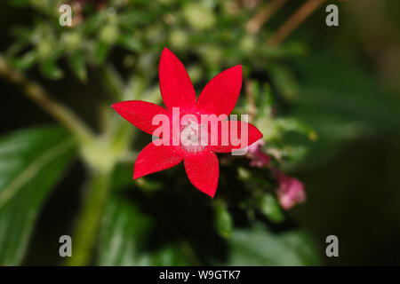 pentas lanceolata flower sometimes called the Egyptian starcluster flower very close up in summer in Italy Stock Photo