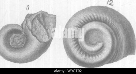 Archive image from page 356 of Gasteropoda and Cephalopoda of the