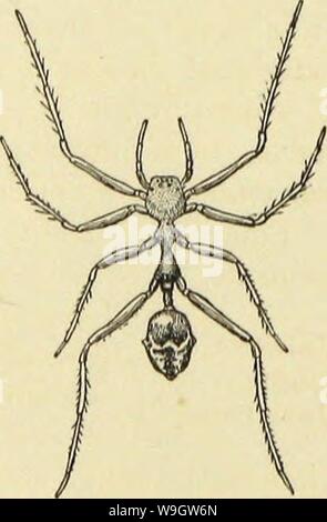 Archive image from page 365 of American spiders and their spinning Stock Photo