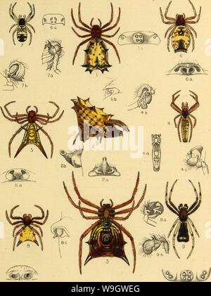 Archive image from page 372 of American spiders and their spinning Stock Photo