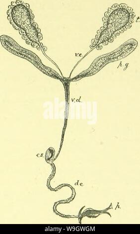 Archive image from page 374 of The anatomy, physiology, morphology and Stock Photo