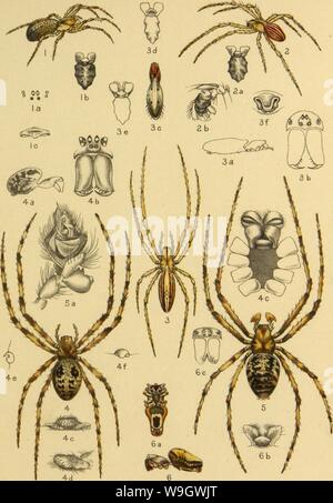 Archive image from page 376 of American spiders and their spinning Stock Photo