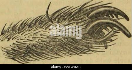 Archive image from page 376 of Insect architecture (1846) Stock Photo