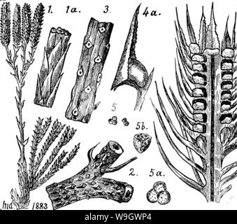 Archive image from page 379 of A dictionary of the fossils Archive image from page 379 of A dictionary of the fossils