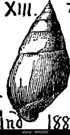 Archive image from page 387 of A dictionary of the fossils