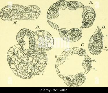 Archive image from page 387 of The anatomy, physiology, morphology and