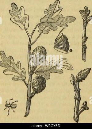 Archive image from page 387 of Insect architecture (1846)