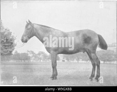 Archive image from page 388 of Points of the horse; a Stock Photo
