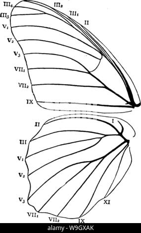 Archive image from page 391 of A manual for the study Stock Photo