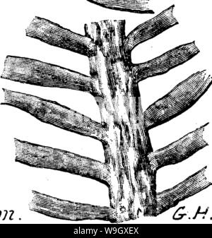Archive image from page 396 of A dictionary of the fossils Stock Photo