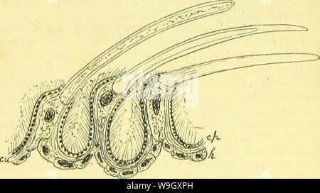 Archive image from page 401 of The anatomy, physiology, morphology and. The anatomy, physiology, morphology and development of the blow-fly (Calliphora erythrocephala.) A study in the comparative anatomy and morphology of insects; with plates and illustrations executed directly from the drawings of the author;  CUbiodiversity4765349-9885 Year: 1890 ( 344 THE DEVELOPMENT OF THE NYMPH. 3. THE DEVELOPMENT OF THE IMAGO FROM THE NYMPH. From the fifth day of the pupa state to the escape of the imago. The development of the nymph, as already stated, may be regarded as complete when the pupa sheath is Stock Photo