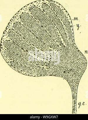 Archive image from page 403 of The anatomy, physiology, morphology and Stock Photo