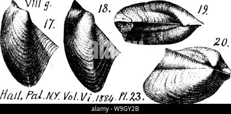 Archive image from page 408 of A dictionary of the fossils Stock Photo
