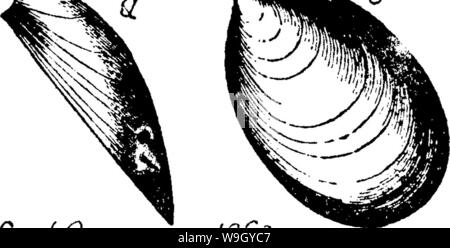 Archive image from page 417 of A dictionary of the fossils Stock Photo
