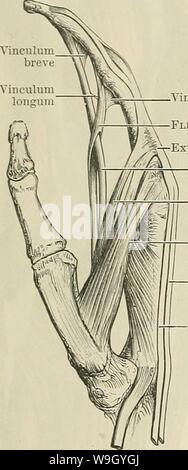 Archive image from page 421 of Cunningham's Text-book of anatomy (1914). Cunningham's Text-book of anatomy  cunninghamstextb00cunn Year: 1914 ( 5SS THE MUSOULAE SYSTEM. 2. Intermediate Layer. M. Flexor Digitorum Sublimis.âThe flexor digitorum sublimis occupies a deeper plane than the four previous muscles. It has a threefold origin, from the humerus, radius, and ulna. (1) The chief or humeral head of origin is from the medial epicondyle of the humerus by the common tendon, from the ulnar collateral ligament of the elbow, and from adjacent intermuscular septa. (2) The ulnar head of origin is by Stock Photo