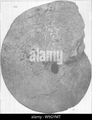 Archive image from page 425 of Gasteropoda and Cephalopoda of the Archive image from page 425 of Gasteropoda and Cephalopoda of the