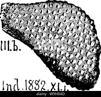 Archive image from page 437 of A dictionary of the fossils