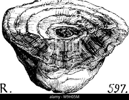 Archive image from page 436 of A dictionary of the fossils Stock Photo