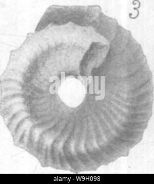 Archive image from page 440 of Gasteropoda and Cephalopoda of the