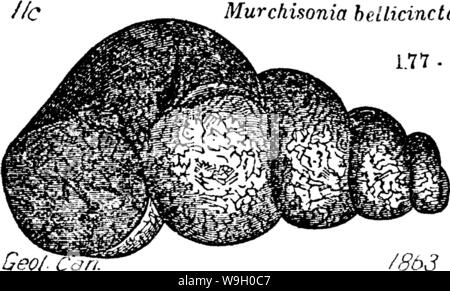 Archive image from page 442 of A dictionary of the fossils