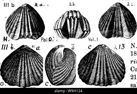 Archive image from page 453 of A dictionary of the fossils Stock Photo