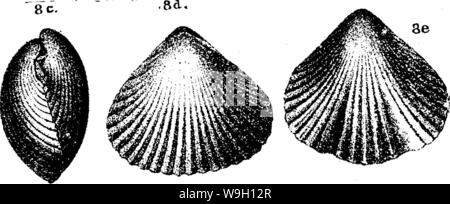 Archive image from page 453 of A dictionary of the fossils Stock Photo