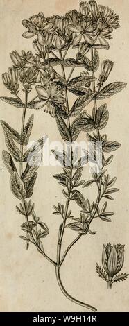 Archive image from page 454 of Curtii Sprengel Florae Halensis tentamen Stock Photo