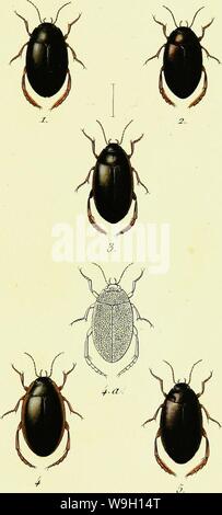 Archive image from page 454 of Iconographie et histoire naturelle des Stock Photo