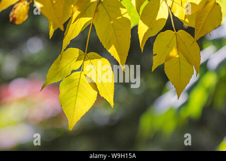 yellow autumnal beech tree leaves on branch against defocused natural background. closeup image Stock Photo