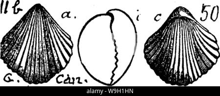 Archive image from page 465 of A dictionary of the fossils