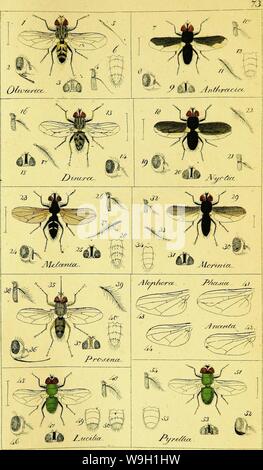 Archive image from page 465 of Systematische Beschreibung der bekannten europäischen. Systematische Beschreibung der bekannten europäischen zweiflügeligen Insekten  CUbiodiversity1125517-9539 Year: 1818 ( J.-W.&lt;4Hip»i «ffr&.