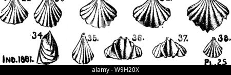 Archive image from page 476 of A dictionary of the fossils Stock Photo
