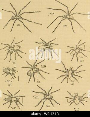 Archive image from page 476 of American spiders and their spinning Stock Photo
