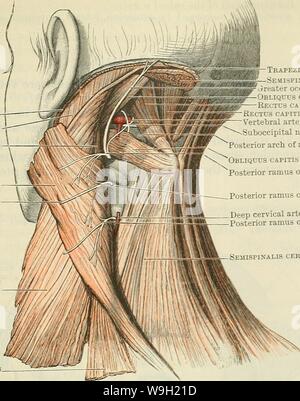 Archive image from page 476 of Cunningham's Text-book of anatomy (1914) Stock Photo
