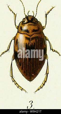 Archive image from page 476 of Iconographie et histoire naturelle des Stock Photo
