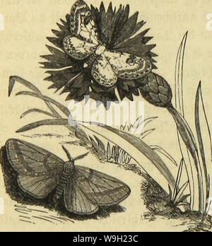 Archive image from page 477 of Die Insekten, Tausendfüssler und Spinnen Stock Photo