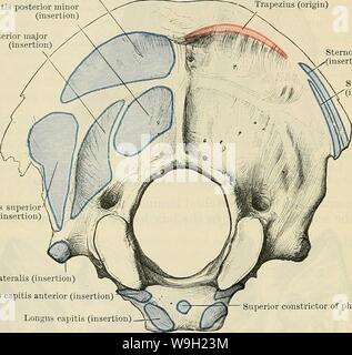 Archive image from page 477 of Cunningham's Text-book of anatomy (1914) Stock Photo