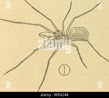 Archive image from page 477 of American spiders and their spinning Stock Photo