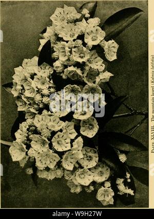 Archive image from page 484 of The cultivated evergreens; a handbook Stock Photo