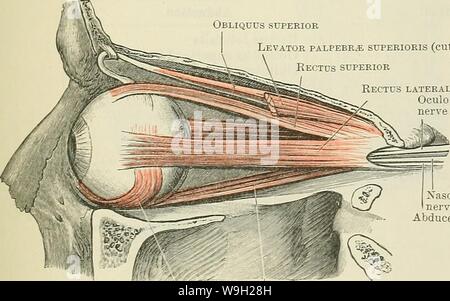 Archive image from page 486 of Cunningham's Text-book of anatomy (1914) Stock Photo