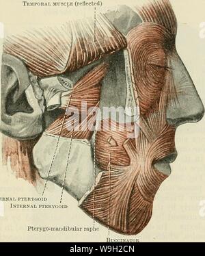 Archive image from page 490 of Cunningham's Text-book of anatomy (1914). Cunningham's Text-book of anatomy  cunninghamstextb00cunn Year: 1914 ( MUSCLES OF MASTICATION. 457 fovea pterygoidea on the anterior aspect of the neck of the mandible (Figs. 403 and 404, p. 455), and (2) the articular disc and capsule of the mandibular articulation. This muscle is covered by the insertion of the temporal muscle and the coronoid process of the mandible, and is usually crossed by the internal maxillary artery. It conceals the mandibular branch of the trigeminal nerve, and the pterygoid origin of the intern Stock Photo