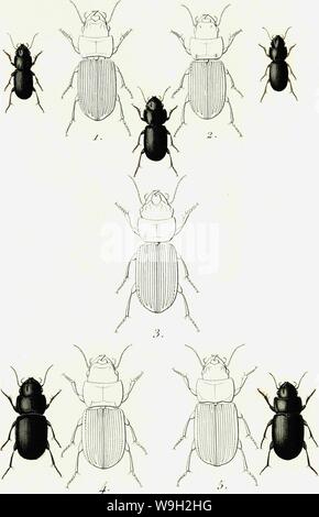 Archive image from page 496 of Iconographie et histoire naturelle des Stock Photo