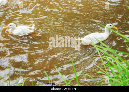 the white ducks enjoy swimming in murky river water Stock Photo