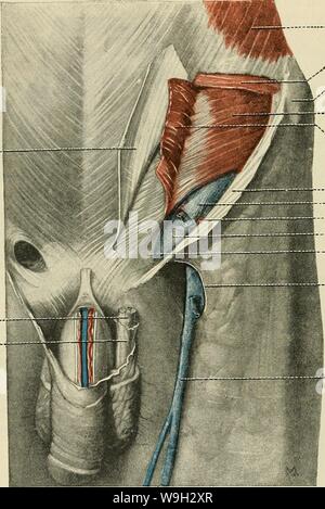 Archive image from page 509 of Cunningham's Text-book of anatomy (1914) Stock Photo