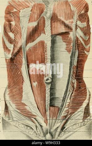 Archive image from page 515 of Cunningham's Text-book of anatomy (1914) Stock Photo