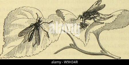 Archive image from page 515 of Die Insekten, Tausendfüssler und Spinnen. Die Insekten, Tausendfüssler und Spinnen  CUbiodiversity1123035 Year: 1877 ( 4G0 SBierte Dibmutg: jtveiflilgter; acfytc gamilic: OUubfüegcn; neunte gamific: Xanjfticgen.    1 DtlaiiVijdie §al&gt;iä)t5fnfge (»loctita oelandlra). 2 (StluUrftltc 6d)iitVfen[UfBt (Empis tossellata). 91atiirtid)t rBfee. bic fette Spinne ift nid)t fidjcv bor iljr. 9Jcan erfeunt fic Icid)t an ben fcljloavjcn gtügctn, beut glänjcnb fd)toarjcn .Körper unb au ben jicmlidj laugen rotljgctbcn Seinen, an toeldjen nur bic güfjc unb Sd)icnenfbitjcn fdj Stock Photo