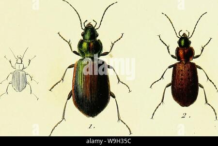 Archive image from page 518 of Iconographie et histoire naturelle des Stock Photo